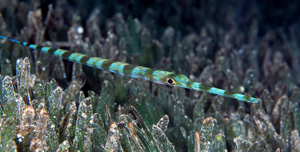 Si pendant la journée ces bandes contribuent au camouflage, dans l’obscurité de la nuit, elles brisent complètement les contours du poisson et le rendent presque invisible 