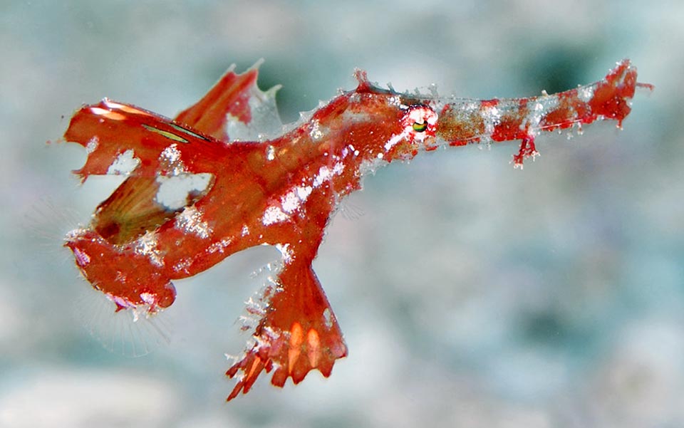 A 3 cm young. Solenostomus cyanopterus is a "Least Concern" species, that is not in danger, but under this name might hide other species of which nothing is known 