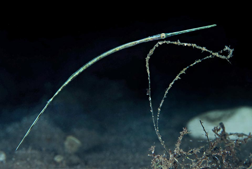 Fistularia commersonii ne garde pas ses œufs dans une poche incubatrice comme les hippocampes ou sous sa queue, comme le font les poissons-dragons et les syngnathes, mais il les abandonne aux courants. La vie larvaire pélagique est longue et pleine de dangers, mais en contrepartie elle a permis la grande diffusion de l’espèce. Ici un juvénile qui a depuis peu rejoint les profondeurs