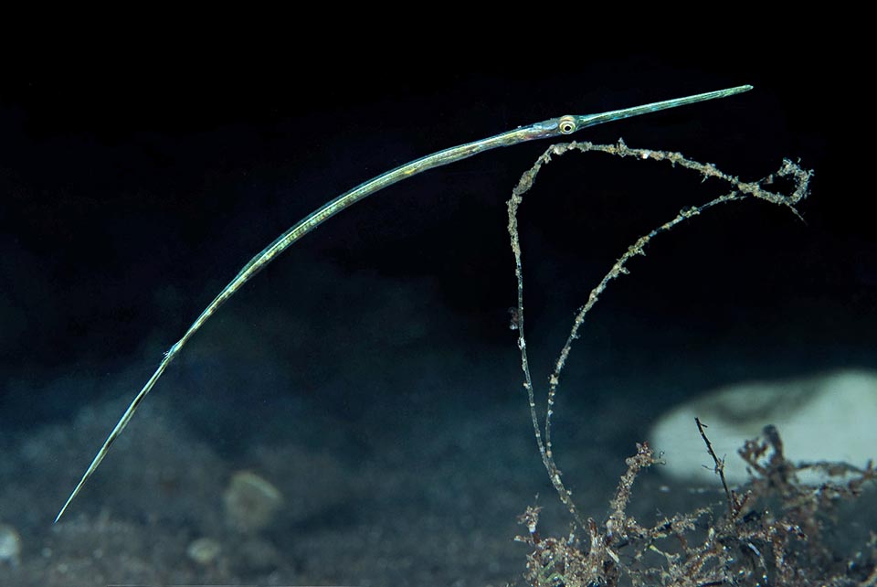 Fistularia commersonii doesn't guard the eggs in a pouch like the seahorses, or under the tail as the dragonfishes and the piperfishes do but entrusts them to the currents. The larval pelagic life is long and full of dangers, but on the other hand has allowed the vast diffusion of the species. Here a juvenile having recently reached the bottoms 