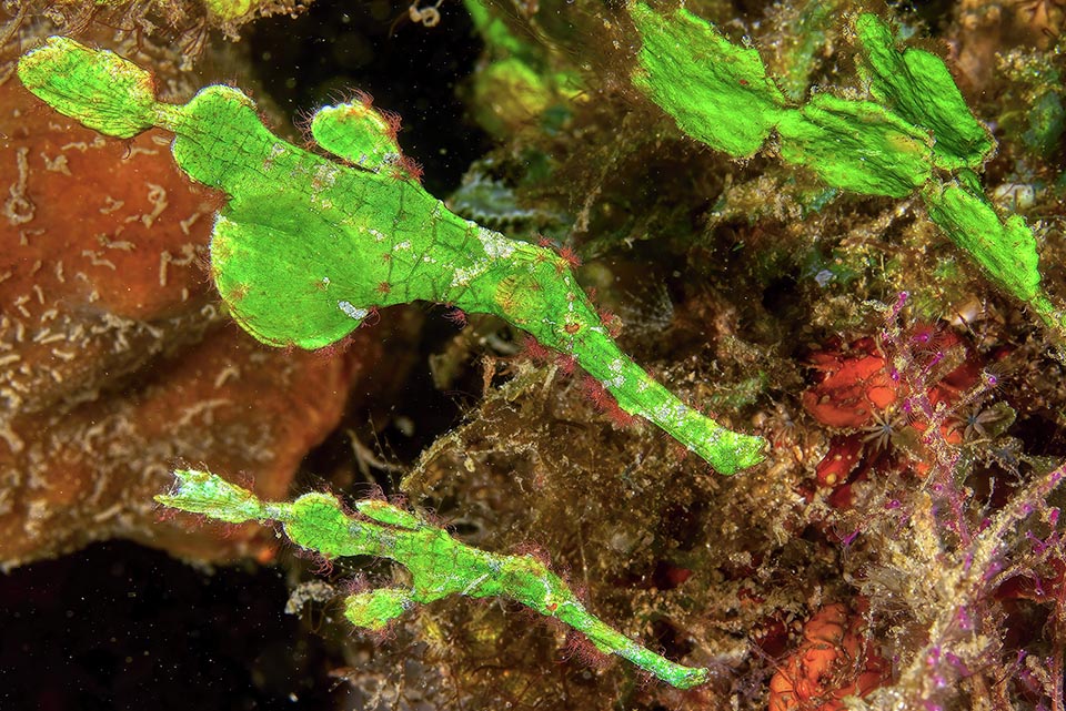 Some have already been separated, like Solenostomus halimeda, above, that imitates the seaweeds of the genus Halimeda. Apart some characteristic camouflaging tuft it is at first sight identical to the genus Solenostomus cyanopterus. In the next years, with the molecular biology, the 5 species of the genus Solenostomus might even increase