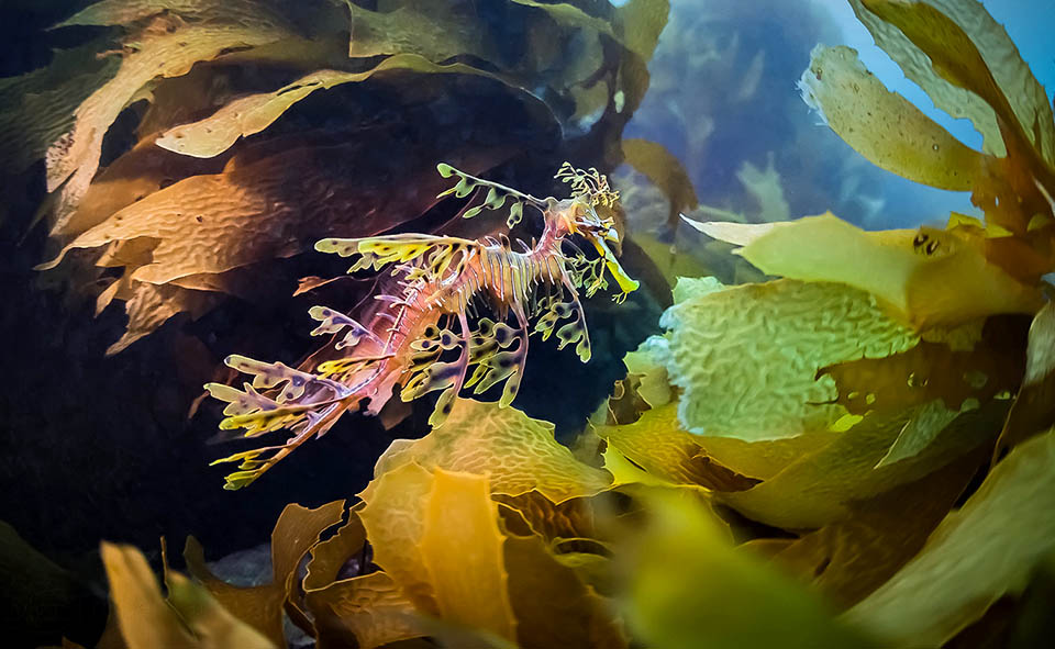 S'ils ne sont pas dévorés par les anémones de mer ils atteignent la maturité sexuelle à 20 cm de taille. Bien soignés dans les aquariums publics ils atteignent l'âge de 7-8 ans 