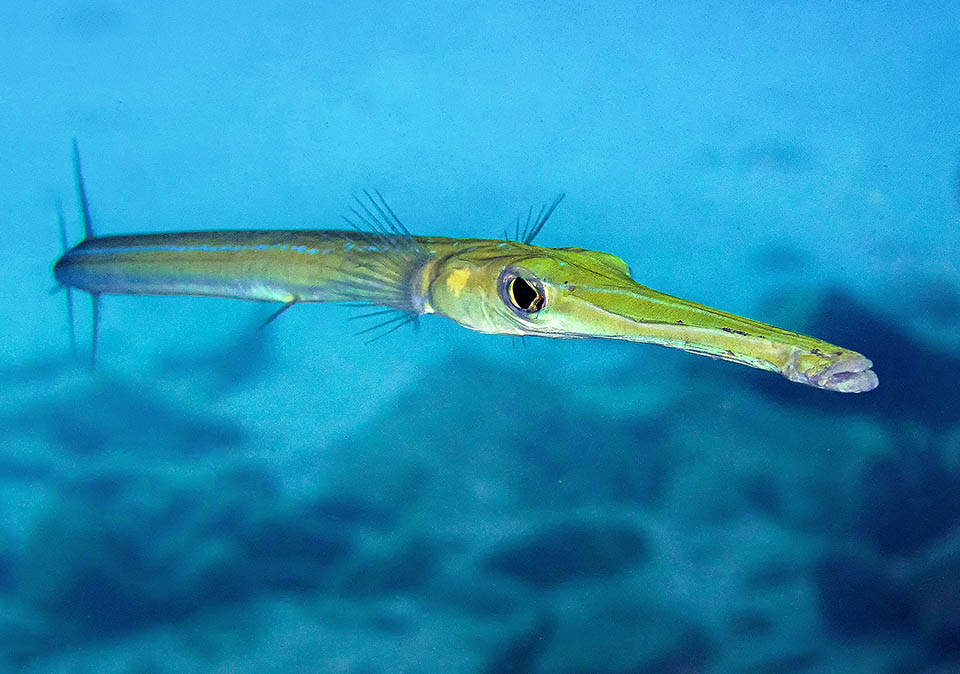 Comme les hippocampes, les poissons-dragons, les poissons-aiguilles, les poissons-trompettes, les poissons-rasoirs et les poissons-fantômes il a un long museau aspirant 