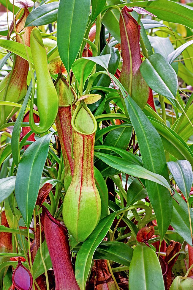 The ascidia of the climbing stems are a little smaller than the lower ones, 8 to 15 cm tall. The operculum is raised to 45° on the horizontal plane to prevent the rain from diluting the digestive liquids 