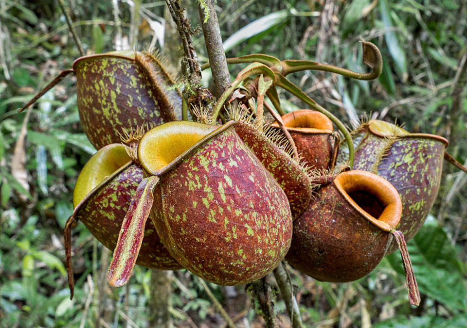 Ascidies supérieures. Plus petites, elles abritent des larves de moustiques, des têtards d'amphibiens et, dans un rapport mutualiste, des bactéries décomposant le contenu 