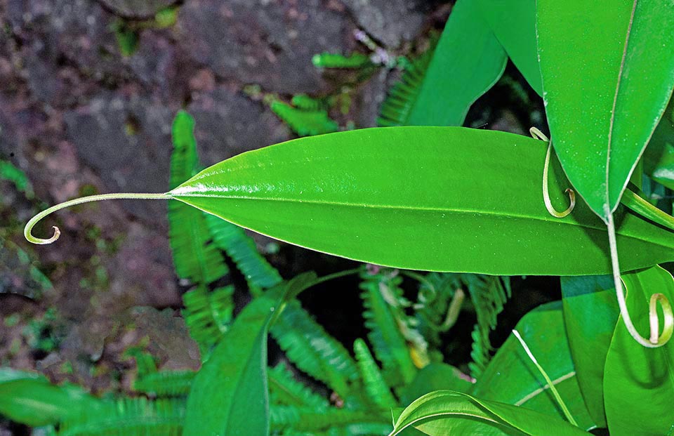 Foglia con viticcio. Pianta arbustiva, dioica, eretta, prostrata o ascendente, può arrampicarsi sui rami di varie specie fino a 4-12 m d’altezza