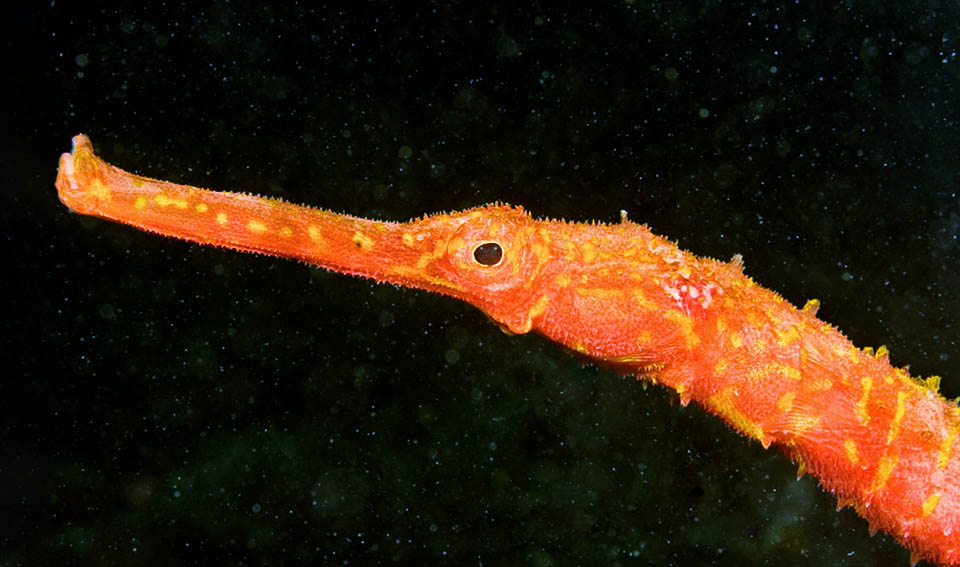 Similar to seadragons, hippocampuses and pipefishes, has the typical long snout of the Syngnathidae done for sucking and swallowing entire small prey 