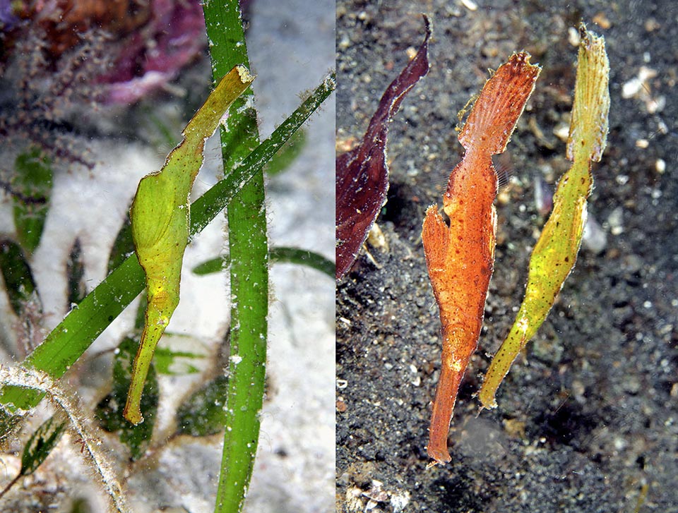 Solenostomus cyanopterus often sways upside down in the tropical Indo-Pacific, imitating the look and the movement of the plants on the bottoms, and can, when useful, adapt its colour to the environment 