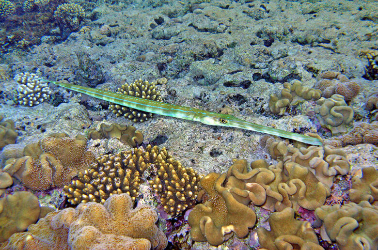 Fistularia commersonii Monaco Nature Encyclopedia