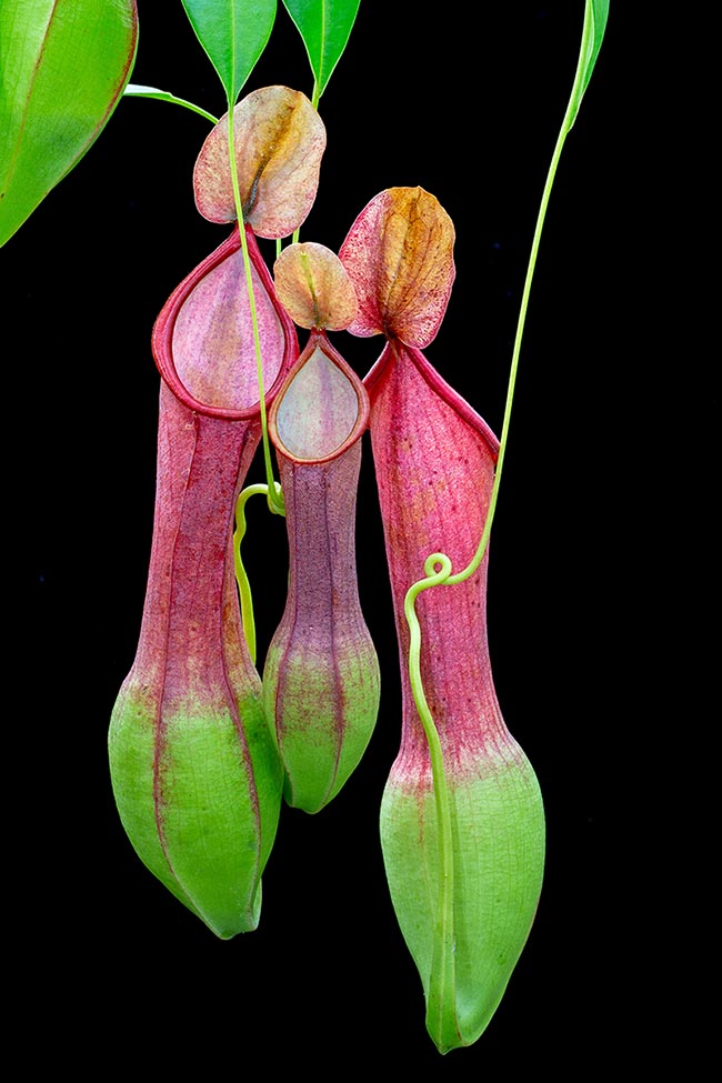 En culture, la température optimale pour ces plantes est de 25 à 26 °C, la température minimale devant rester au-dessus des 15-18 °C. Elles doivent donc être maintenues dans un milieu à température et humidité contrôlées