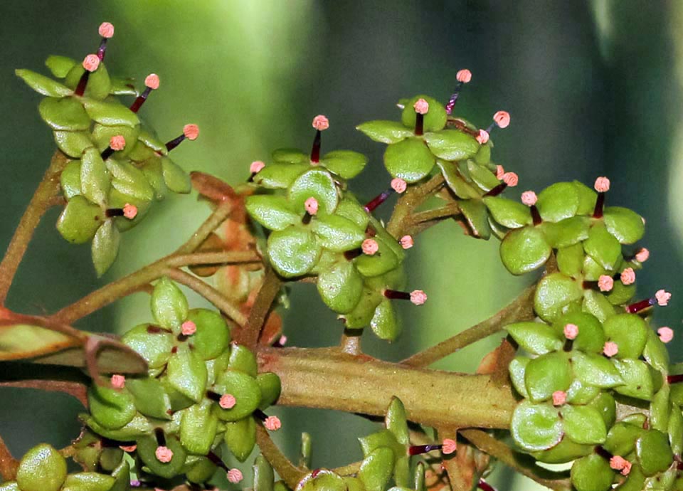 Male inflorescence. The flowers carried by secondary peduncles, have four oval greenish tepals, stamens with merged filaments and anthers exceeding the perigone 