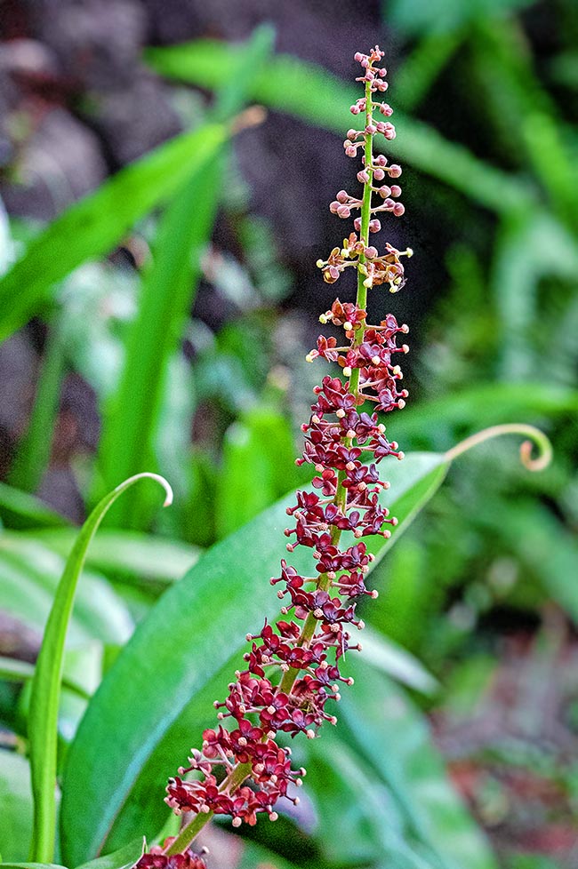 L'inflorescence mâle peut atteindre 60 cm de long. Ses fleurs actinomorphes nectarifères de 8 mm de diamètre sont regroupées en panicule. Les étamines portent 2 à 24 filaments soudés en colonne et des anthères biloculaires