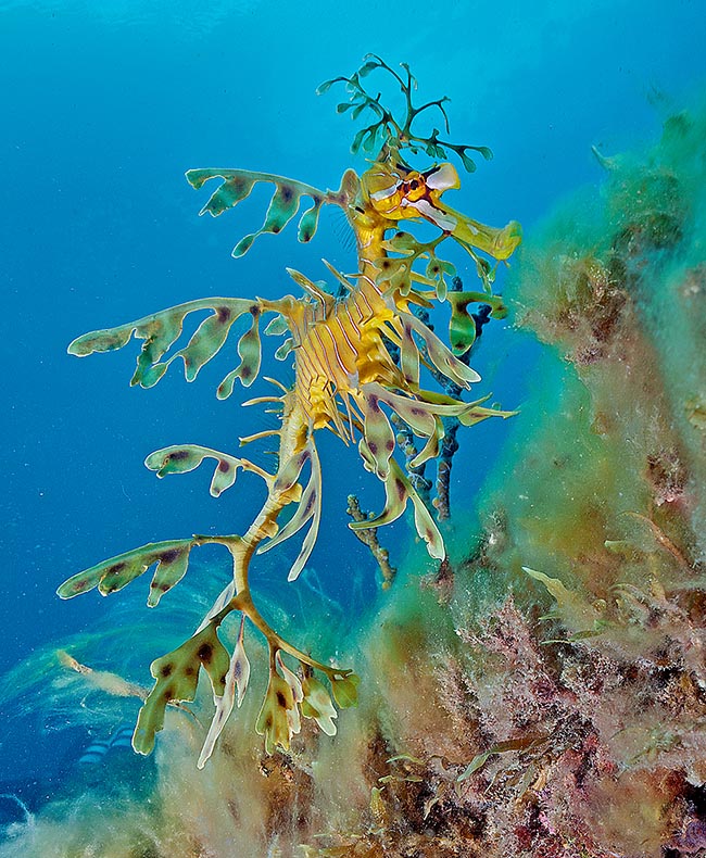 Long jusqu’à 35-45 cm il se nourrit de crustacés microscopiques, larves de poisson et plancton