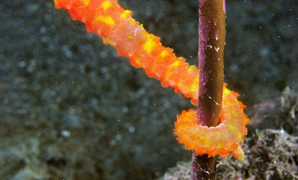 Like seahorses it fixes to the bottoms with its prehensile tail to resist the currents and catch on its way the zooplankton passing close to it