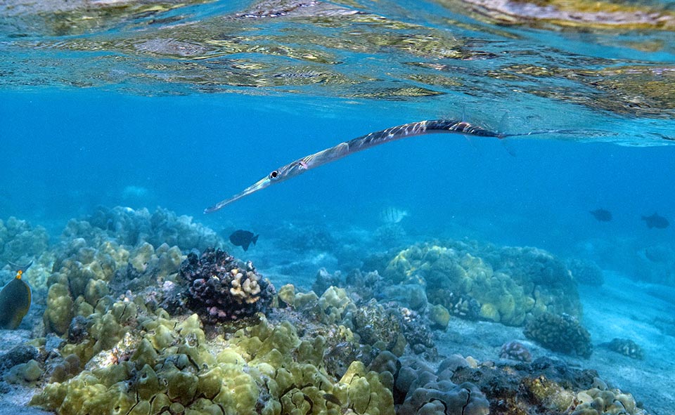 It often swims, like this, in shallow waters but can go down up to more than 130 m of depth accepting temperatures between 15 and 30 °C