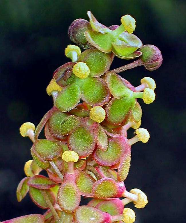 Inflorescence mâle. Les fleurs, portées par un pédoncule, présentent 4 tépales. Les filaments des étamines sont soudés en une colonne 