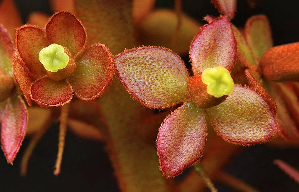 Fleurs femelles à tépales tomenteux, oblongs-elliptiques, ovaire sessile rougeâtre et stigmate vert clair. En général, l'inflorescence, plus courte, compte moins de fleurs et peu de ramifications 