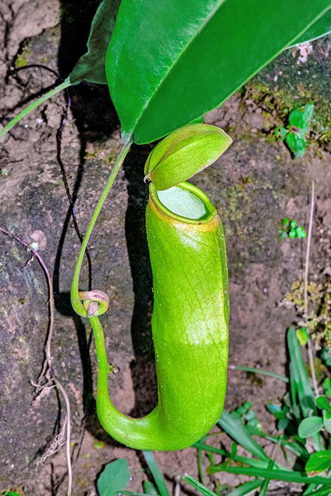 The superior ascidia are up to 21 cm long and 5 cm broad. The peristome emits a blue fluorescence to also attract night insects. They slip into the well and moving they stimulate the plant digestive juices