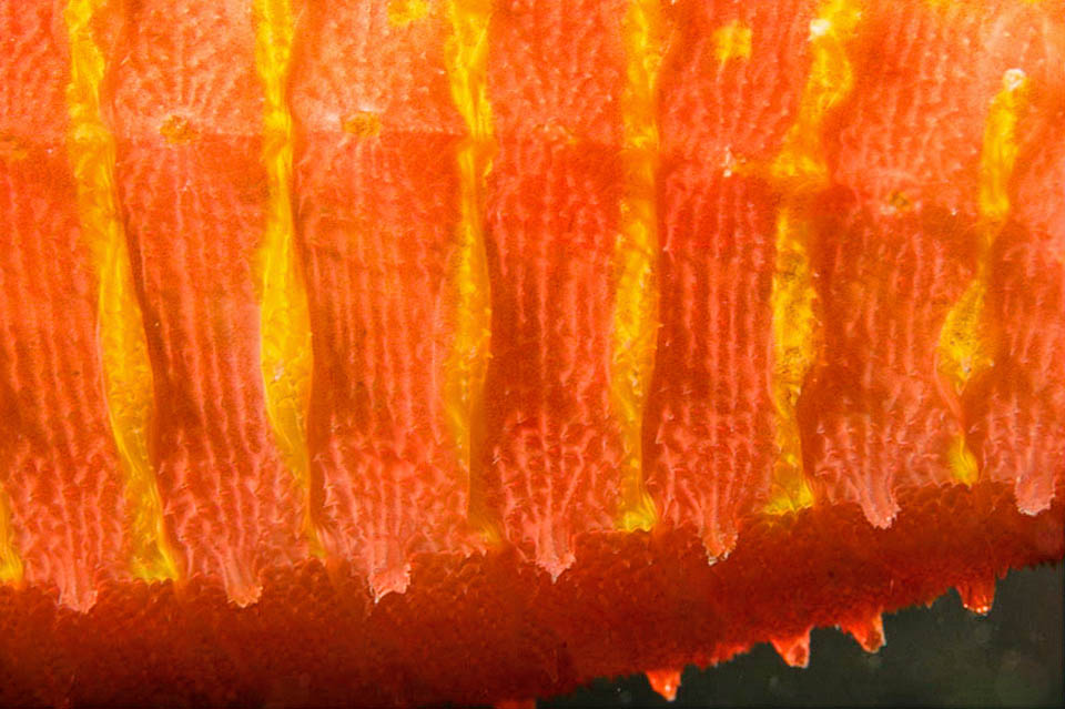 It has no scales but is protected by spiny bony plates forming long defensive crests. The livery is usually orange red with yellow vertical bands 