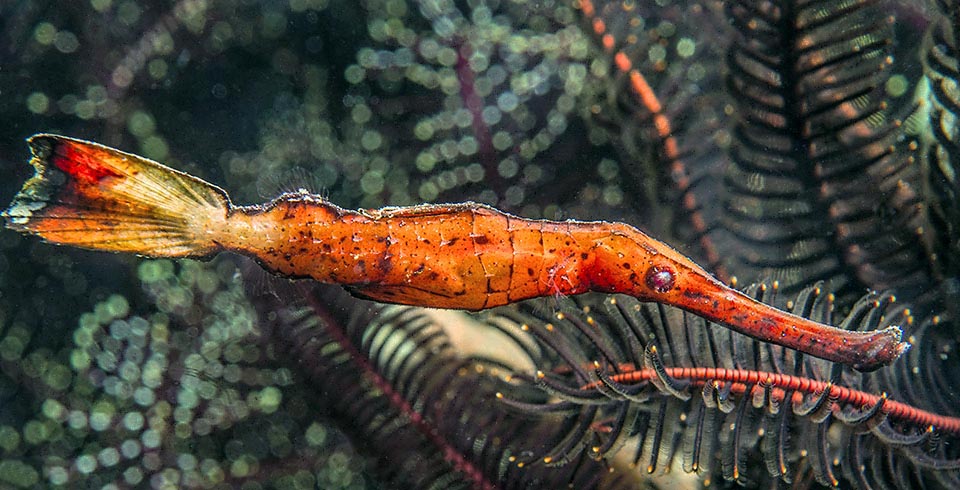 Solenostomus cyanopterus alcanza los 17 cm con casi 1/3 correspondientes a la cabeza, con su hocico largo y cilíndrico, que puede succionar repentinamente pequeños crustáceos y larvas de peces arrastrados por las corrientes. 