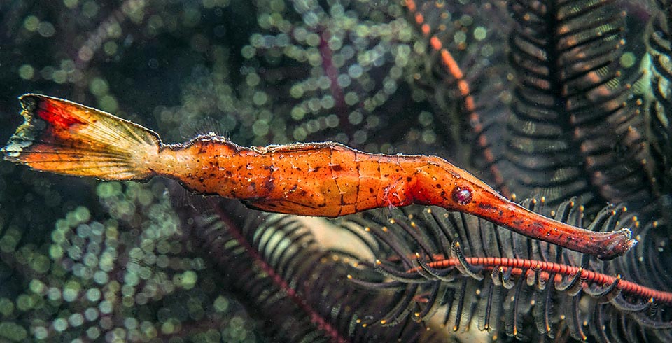 Solenostomus cyanopterus raggiunge i 17 cm per 1/3 circa spettanti al capo con quel suo muso lungo, cilindrico, che può aspirare d’un botto i piccoli crostacei e le larve dei pesci portate dalle correnti