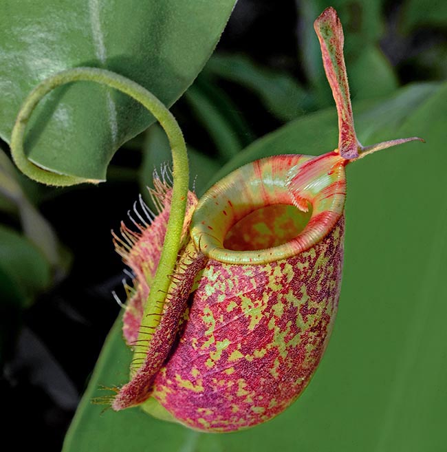 Ascidio superiore di Nepenthes × hookeriana. Questo ibrido naturale, diffuso in Malesia, Sumatra e Borneo, nasce dall’incrocio di Nepenthes ampullaria con Nepenthes rafflesiana, Il rosso violaceo a chiazze che ne deriva, presente sull’ascidio, e l’abitudine alimentare carnivora sono caratteristiche tipiche di Nepenthes rafflesiana