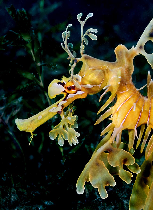 The gill openings are circular and not crescent-shaped, as usually occurs in the bony fishes. To note, close to the head, the tiny pectoral fins serving to keep stable the trim or to change direction 