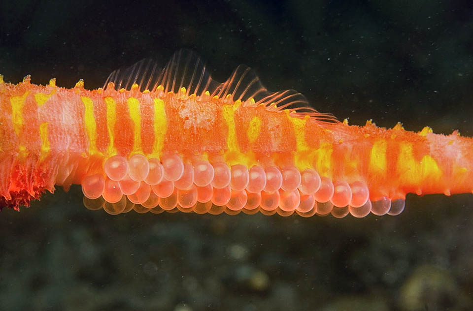 Détail des œufs en incubation sous la queue du mâle. La modeste nageoire dorsale est tout-à-fait insuffisante pour un poisson qui frôle les 50 cm 