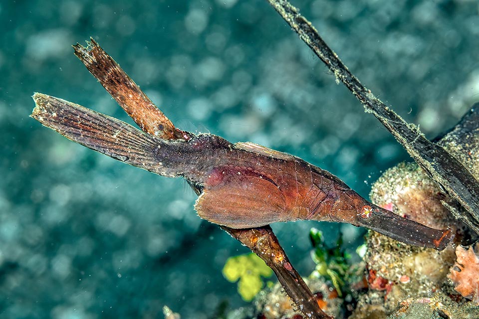 Un couple marron. Solenostomus cyanopterus passe la majeure partie de sa vie à l'état pélagique et ne rejoint les fonds que pour se reproduire. 