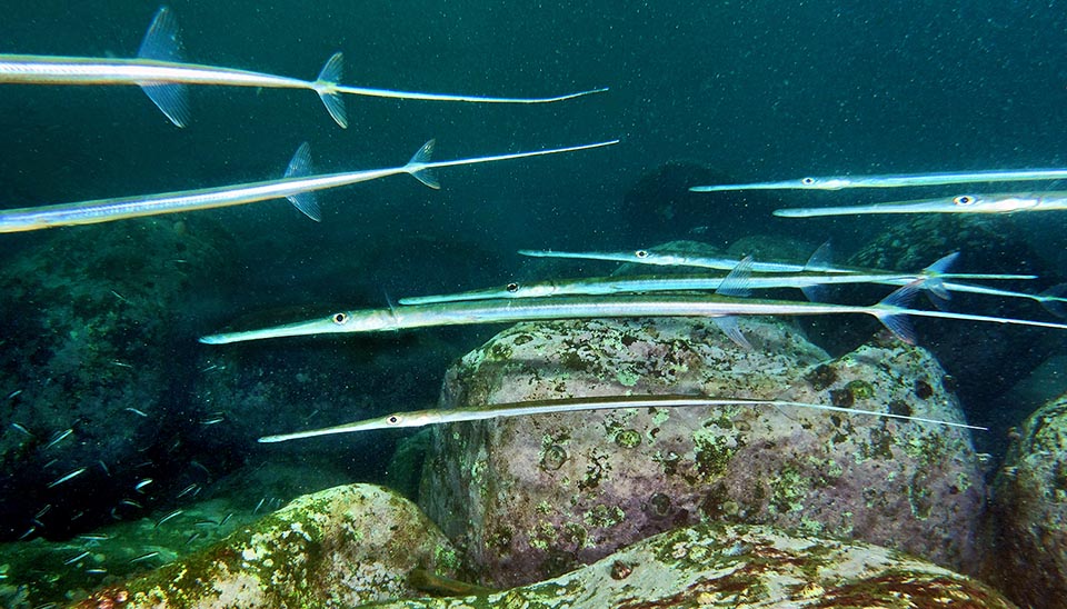 The dorsal fin, placed very backwards, is specular to the anal. The bifurcate caudal has at the centre a long filament rich in sensors for locating the preys 