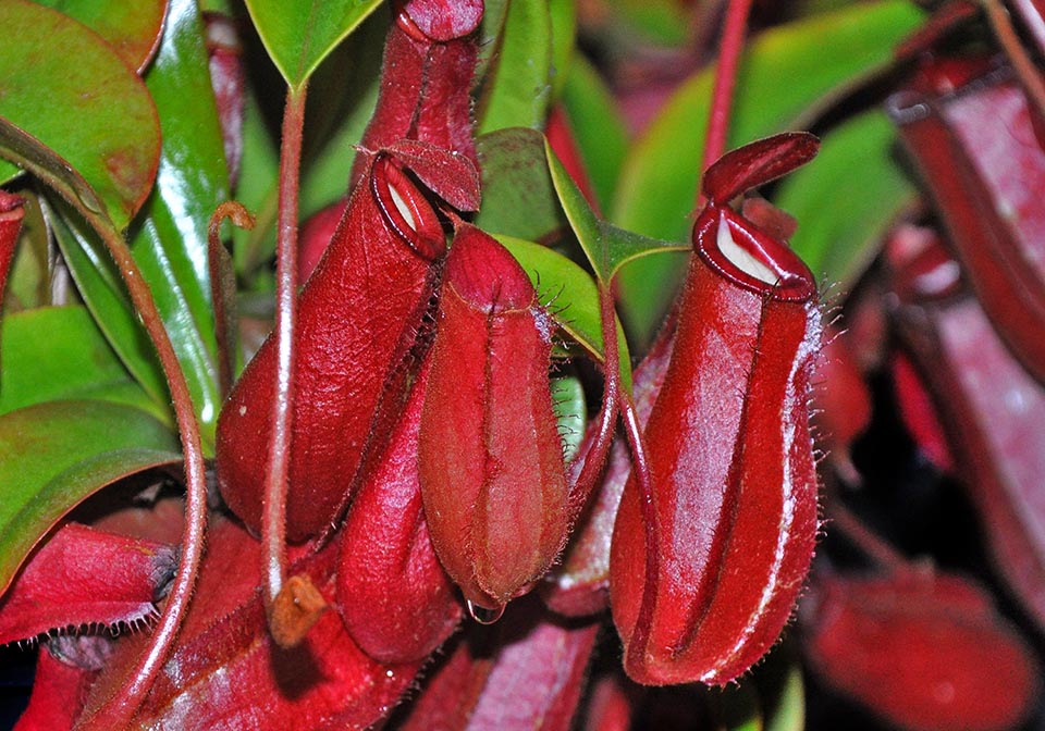 The cultivar Nepenthes 'Bloody Mary', obtained from Nepenthes ventricosa x Nepenthes ampullaria is a very fine hybrid with small red stocky ascidia on bright green leaves 