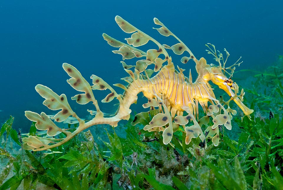 The motor is the modest dorsal fin placed over the tail. When moving, with all its frills, more than swimming seems to be drifting like a floating seaweed