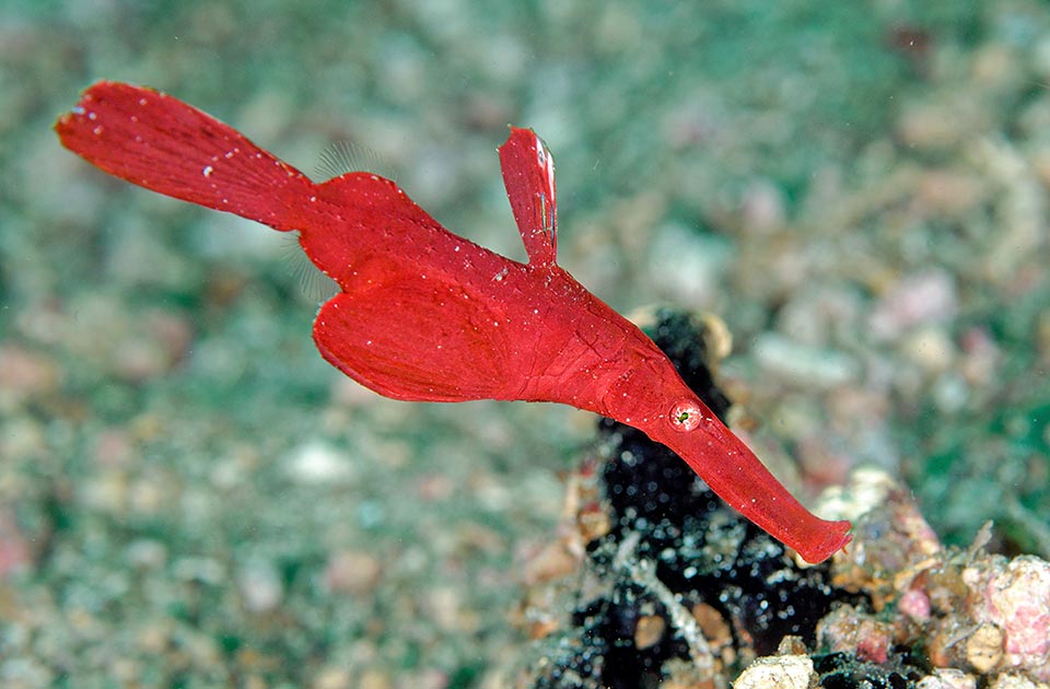 This flaming female well displays the characteristics of Solenostomus cyanopterus : the first dorsal fin with 5 spiny rays and two cyan spots, the great pelvic fins fused to the body to form an incubation pouch, the second dorsal fin transparent and equal to the anal, just visible on the outgrowths that precede the caudal peduncle 