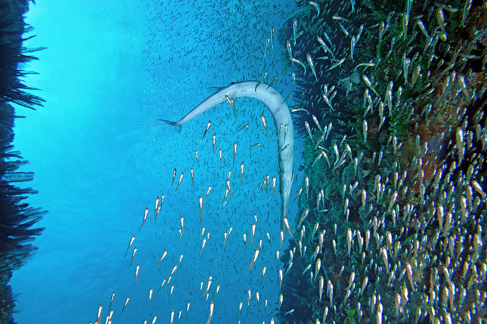 Piombando dall’alto con una rapida inversione questo farà stragi in un branco d’avannotti. Il Pesce flauto si nutre anche di piccoli crostacei e cefalopodi