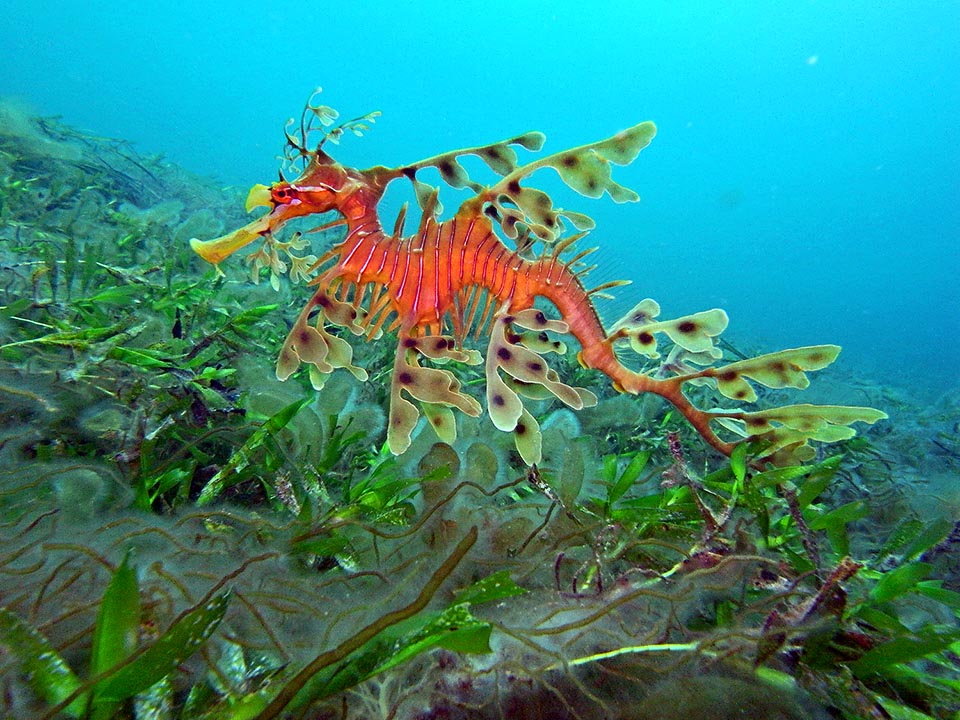 The livery, with pale vertical bars, is often yellow or greenish with dark spots on the mimetic paddles. The background colour may change depending on the diet, age and emotions. Usually the Leafy seadragon living in surface show clear shades whilst those frequenting deep waters tend brown or burgundy red