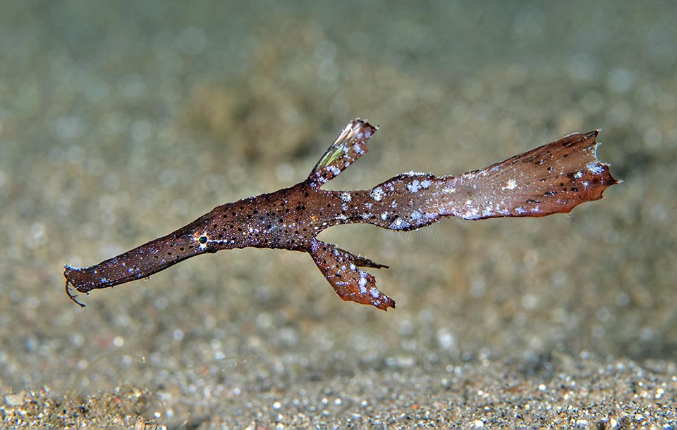 The male of Solenostomus cyanopterus, smaller and slenderer, has the pelvic well separated of size analogous to the first dorsal fin. On the snout tiny spines and at times ramified excrescences 