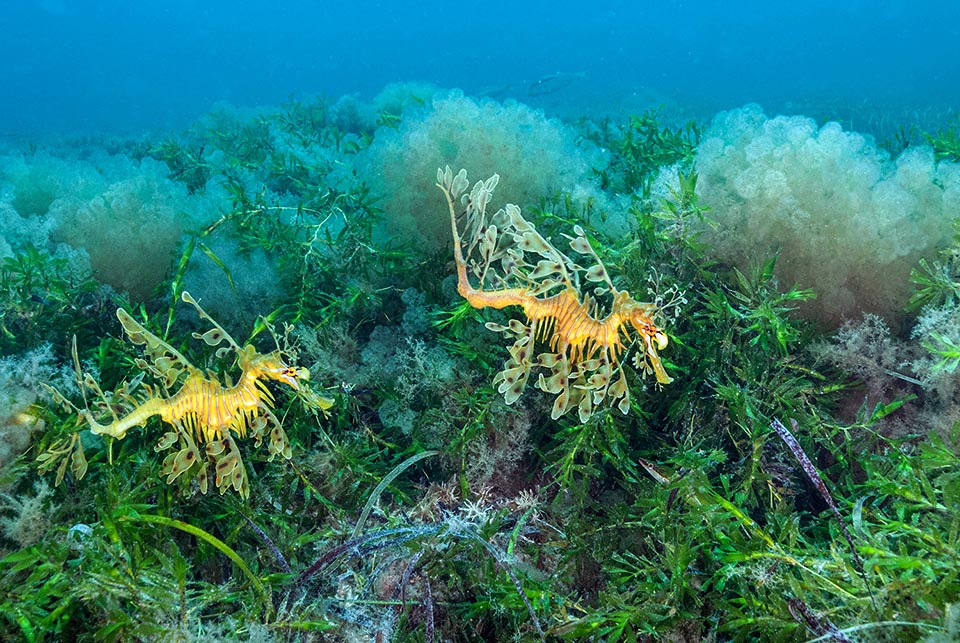 Phycodurus eques usually lives solitary, but in the reproductive time it may join small schools and often swims in pairs 