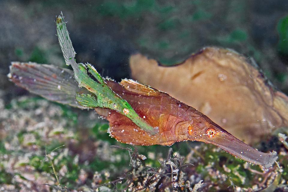 In questa coppia di Solenostomus cyanopterus il maschio, in genere un terzo più piccolo della femmina, è alquanto giovane, come si può anche dedurre dal peduncolo caudale sottile e ancora ben visibile 