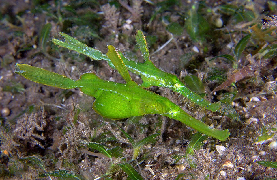 Solenostomus cyanopterus is a monogamous fish. It moves always in couples on the bottoms and reproduces only once in its life. Here the female is decidedly full of eggs 