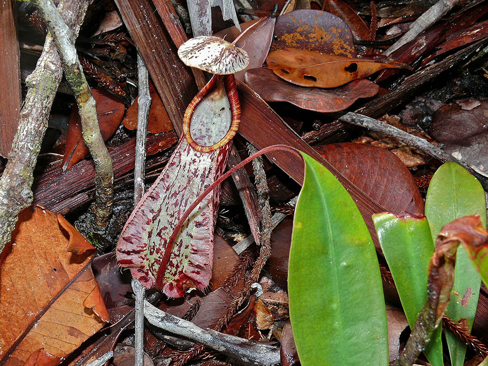 Nepenthes rafflesiana lower ascidium. Trap about 5 cm broad for spiders and ants, contains a digestive liquid. The cover limits the excess of rain water