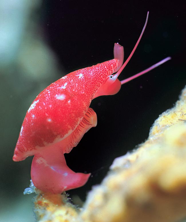 Once considered endemic to Mediterranean, Simnia spelta has been recently seen also also in eastern Atlantic, from Spain, on the Galician coast and in the Gulf of Biscay, in the Canary Islands and even in Angola