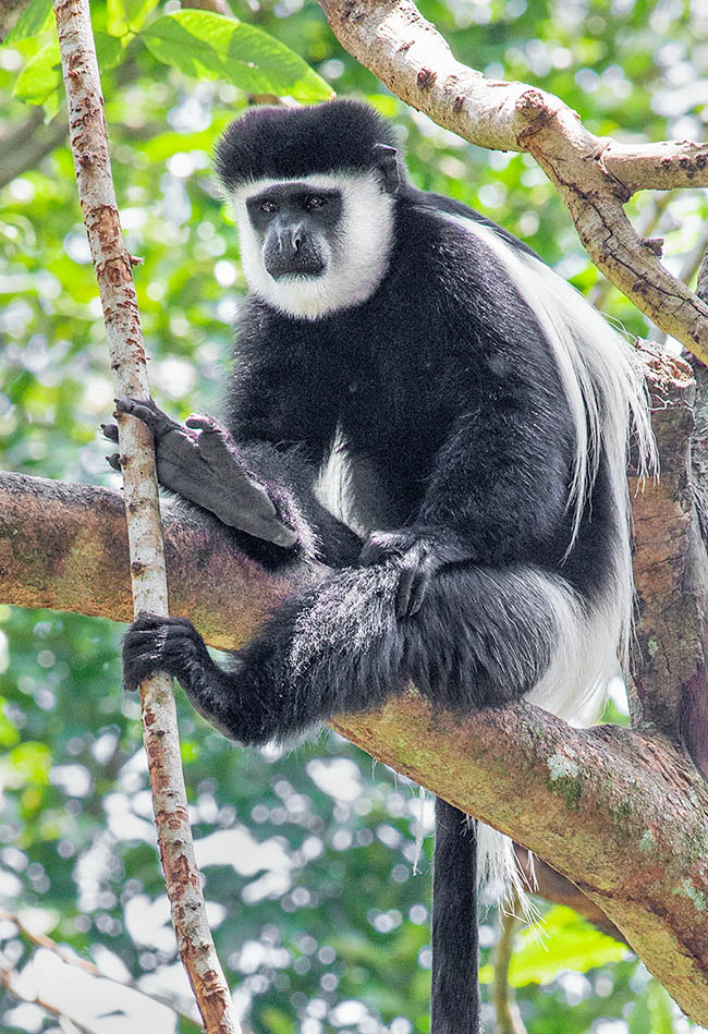 Males averagely measure 64 cm, plus 52-90 cm of tail and body weight of 8-13,5 kg © Giuseppe Mazza