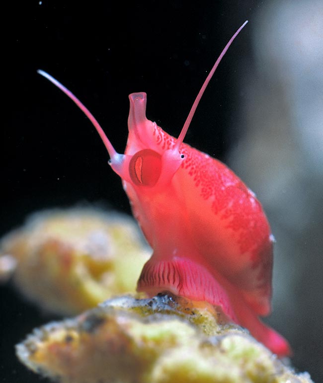 Here in frontal position. Well visible are the respiratory sifon that carries water to the gills, the radula and the eyes, placed at the base of two long mobile expansions that have chemoreceptor organs to analyze the environment