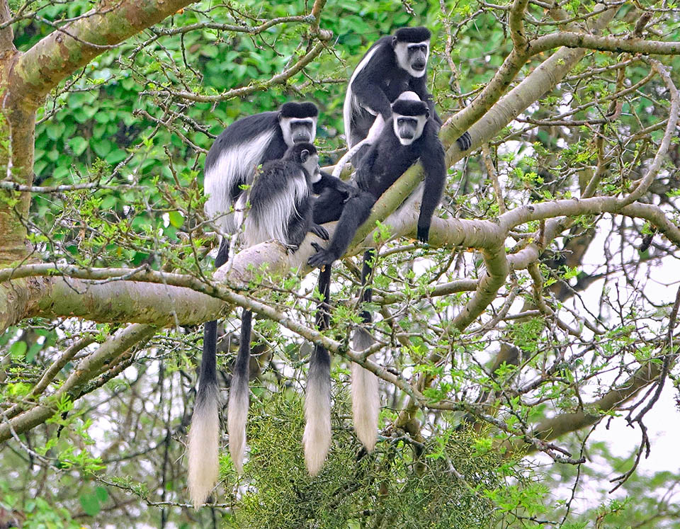 Colobus guereza occidentalis a menudo vive en pequeños grupos familiares muy unidos de 6 a 10 individuos 