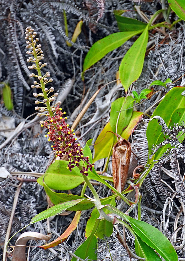 Nepenthes rafflesiana en fleur. Répandue à Bornéo, Sumatra, dans la péninsule malaise et à Singapour elle peut grimper jusqu'à plus de 9 m de haut. Elle pousse en général dans des zones ouvertes, sablonneuses et humides, du niveau de la mer jusqu'à 1200 à 1500 m 