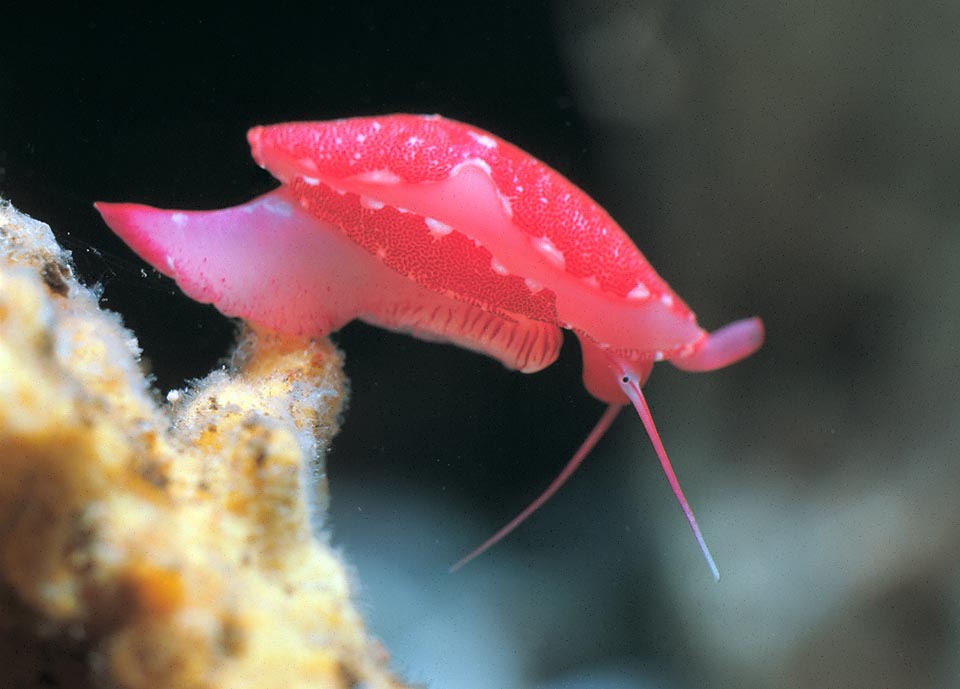 À noter le pied et le manteau en extension. Comme chez les cypréidés unis aux Ovulidae dans la super-famille Cypraeoidea il peut ici aussi recouvrir la coquille 