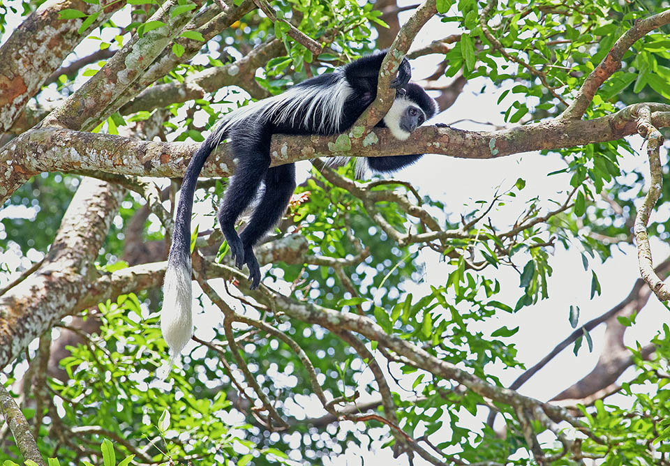 Arboreal and diurnal, lives in forests up to 3300 m of altitude eating mainly leaves and fruits it collects unripe, before the competing species. This diet is enriched with fragments of wood and bark, seeds, flowers, petioles, lianas and arthropods. When descends to the soil is for eating aquatic plants or ingesting clay of termite mounds