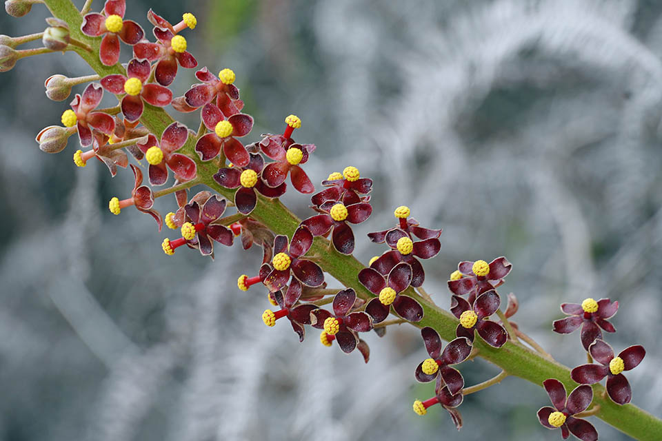 Détail d'une inflorescence mâle. Les filaments des étamines sont soudés en forme de colonne. Cette espèce est dioïque. Il y a donc des plantes mâles et des plantes femelles 