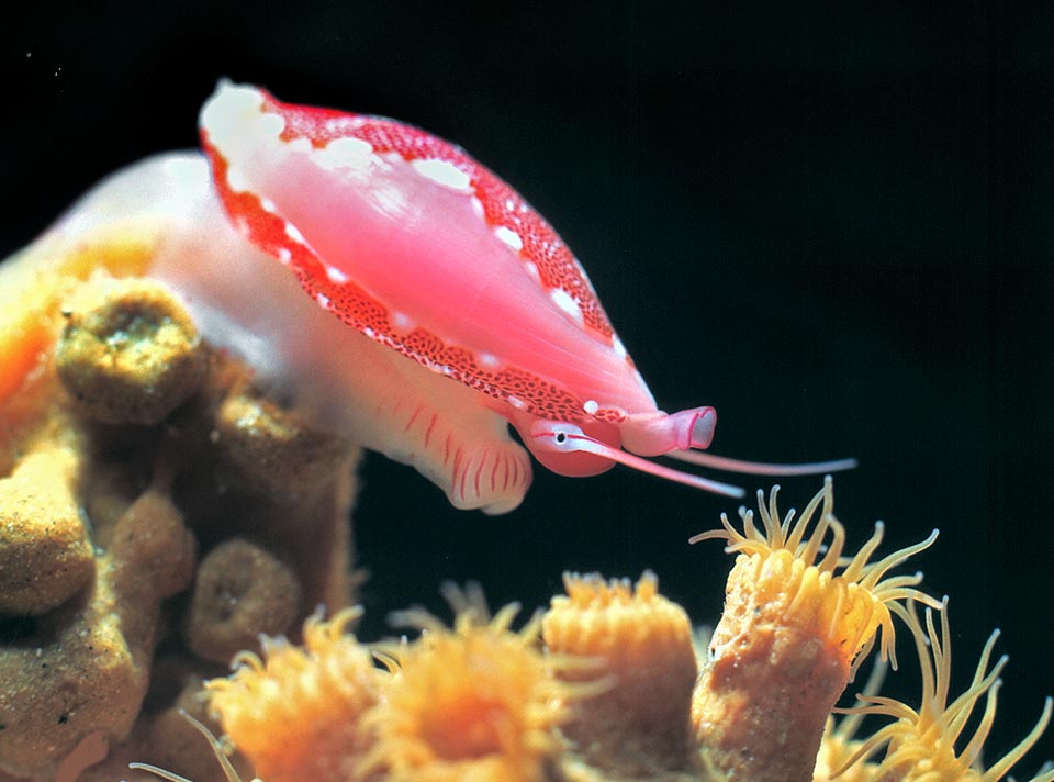 Simnia spelta atteint au maximum 2 cm. Sa coquille, solide, fuselée et pointue, est caractérisée par une ouverture qui court tout le long du côté inférieur du corps. Elle est brillante, d'une couleur blanche tendant vers le rose saumon alors que le manteau en incorporant leurs pigments prend la couleur des gorgones sur lesquelles elle broute