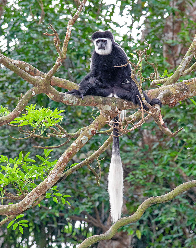 The females, smaller, have white and continuous ischiatic calluses, separated by a stripe of black hair © Giuseppe Mazza